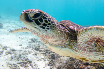 Fototapeta premium 透明な海を泳ぐウミガメ