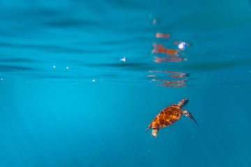 Fototapeta na wymiar Schildkröte unterwasser