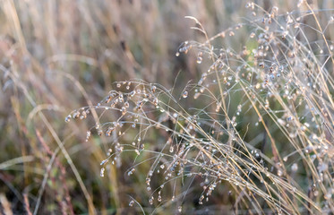 Cute stems of dry grass in droplets of dew on a meadow as background