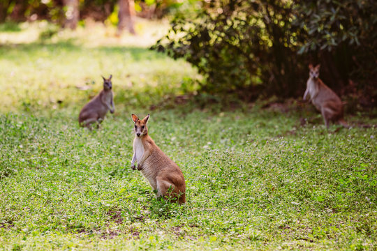 Kangaroo auf einer Wiese