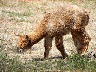 Medium close up shot of a brown alpaca eating grass outdoors