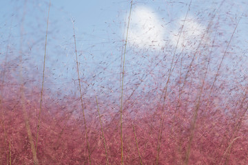 Pink muhly Grass. pink color background.