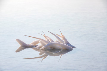 Reflection of salt formations in the Dead Sea water