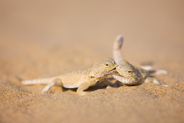 The Secret toadhead agamas