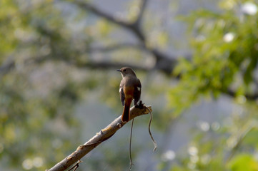 後ろ姿で横を向いている雌のジョウビタキ