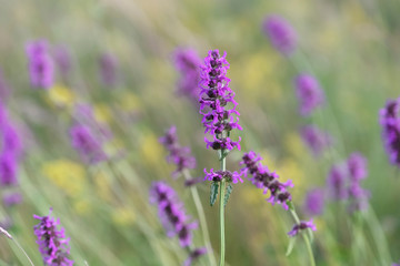 Fototapeta na wymiar Betony flowers (Stachys officinalis or Betonica officinalis), is commonly known as common hedgenettle, betony, purple betony, wood betony, bishopwort. Flowering meadow. Place for text.