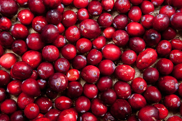Cranberry wallpaper