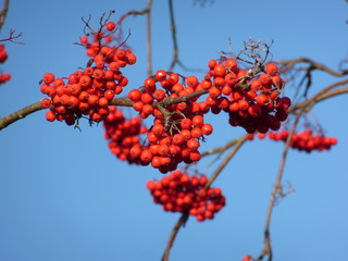 moutain ash tree berries in blue sky