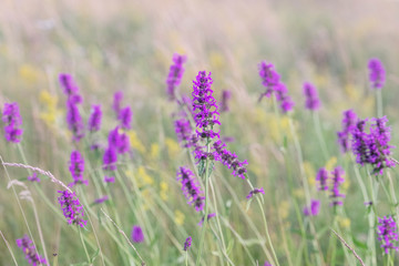 Betony flowers  (Stachys officinalis or  Betonica officinalis), is commonly known as common hedgenettle, betony, purple betony, wood betony, bishopwort. Flowering meadow. Place for text.