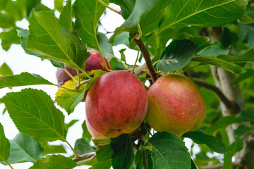 unpicked fresh organic red and green apples with natural leaves background