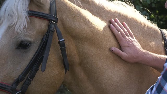 Senior man with palomino horse outdoors, closeup