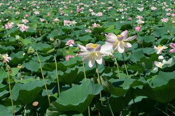 water lily flowers with green leaves background. lake full with lotus plant and flowers- selective focus