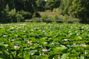 Lacul Tei park in Bucharest. Lake full of blossom waterlilies