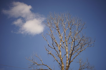old big bare tree in blue sky background.