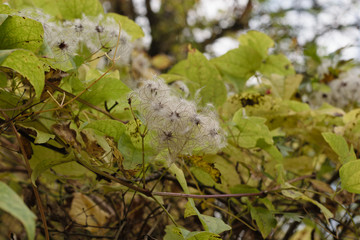 Clematis vitalba seeding climber fluffy flower also known as Traveller's joy or old mans beard. Wild Clematis