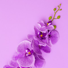 Naklejka na ściany i meble Orchid flower. Purple minimal colours concept