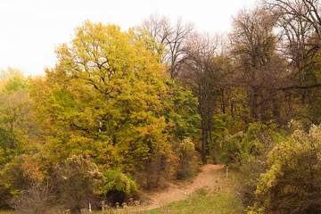Road in autumn forest. Green and yellow colors of beech trees in the fall time.