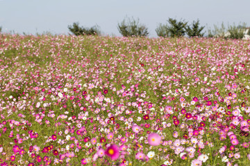 Oink cosmos flower in the field. cosmos background.