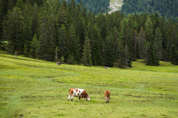 Fototapeta na wymiar Dolomites, Italy - July, 2019: Cows in the farm, Misurina, Cortina D'Ampezzo, South Tyrol, Dolomites, Italy.