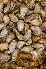 Fototapeta na wymiar Oysters from Bordeaux region.