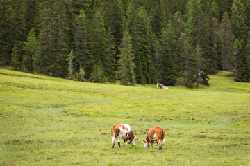 Naklejka premium Dolomites, Italy - July, 2019: Cows in the farm, Misurina, Cortina D'Ampezzo, South Tyrol, Dolomites, Italy.