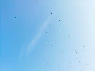 Flock of birds in the sky