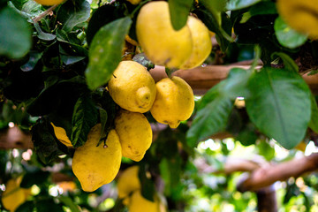 Close up of Lemons hanging from a tree in a lemon grove