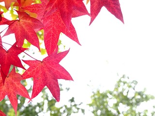 モミジバフウの紅葉