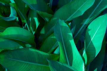 Obraz na płótnie Canvas Creative layout made of green leaves. Flat lay. Nature background