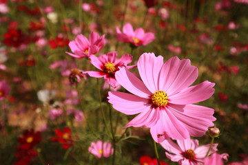 close up pink cosmos flower blooming in the garden backyard,beautiful flower for valentine festive,Cosmos bipinnatus is scientific name