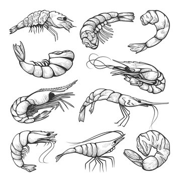 Fresh shrimps, prawn hand drawn illustrations set