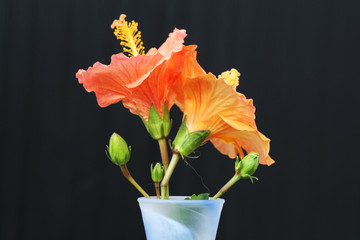 Hibiscus © Stephan von Mikusch