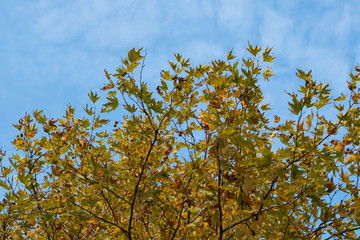 Autumn trees against the blue sky. Background of autumn trees and blue sky.
