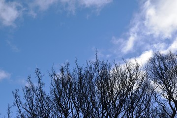 Winter Trees Against Blue Sky 1143-040