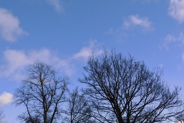 Leafless Tree Branches Against a Blue Sky 1146-040 