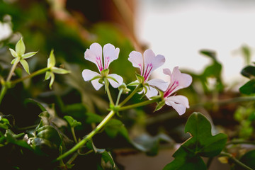 the white rose of the garden
