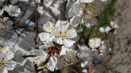 blooming apricot tree in spring
