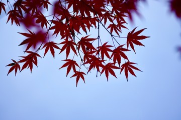 red tree leaves in autumn, autumn colors in the  nature