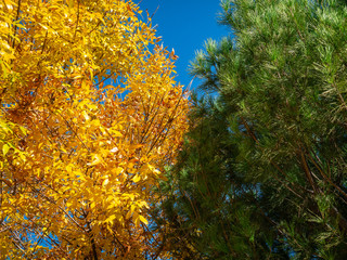 Contrast between a deciduous tree with yellow and dry leaves and an evergreen tree with green leaves at the beginning of autumn