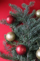 Obraz na płótnie Canvas Green fir branch with red and gold balls on a red background for a Christmas card.