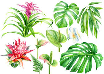 Set of tropical flowers and palm leaves on an isolated white background. Watercolor hand drawing, botanical painting, Guzmania, Anthurium, Plumeria, Monstera, Ficus, Fern