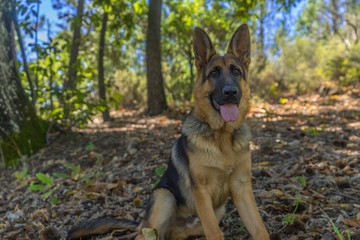 Perro