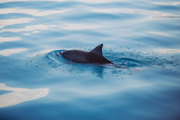 Delfin im Meer © LinaLoos