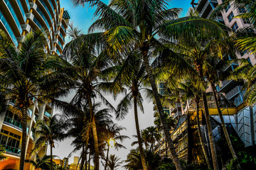 palm trees in miami beach, photo as a background