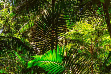 Fototapeta premium Farn, Pflanzen, Wald, Urwald, Australien