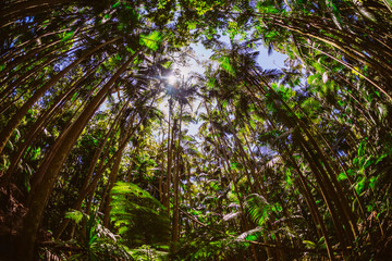 Fototapeta premium Urwald, Wald, Sonnenstrahlen, Bäume, Australien