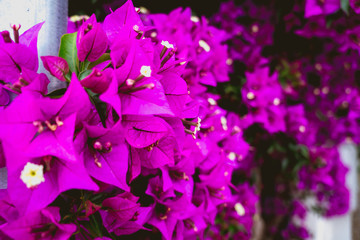 Fototapeta na wymiar beautiful wild violet flower