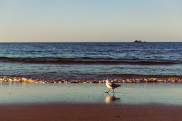 Möve Spaziergang am Meer