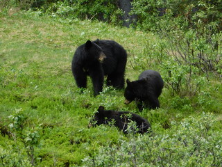 Schwarzbärenfamilie