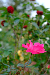 Obraz na płótnie Canvas rose flowers